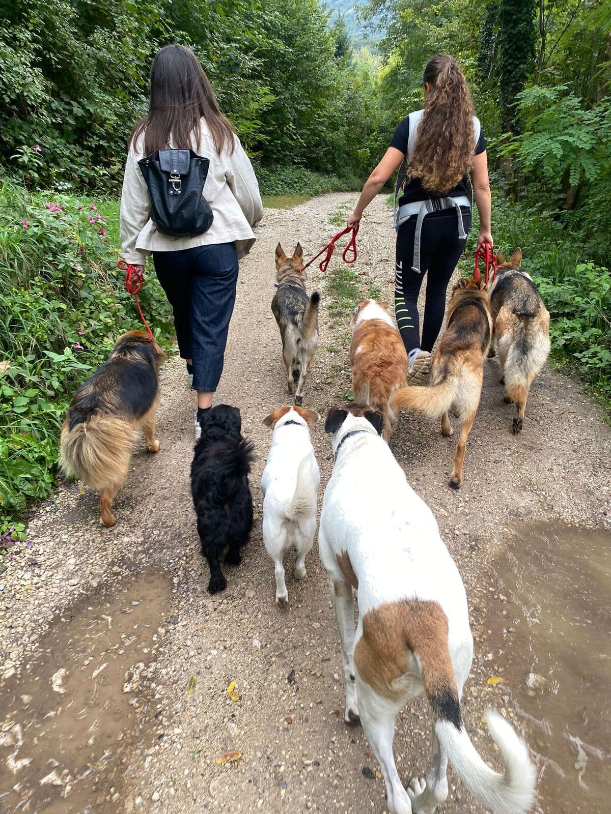 Due persone camminano su un sentiero nel bosco con otto cani al guinzaglio, tranquilli